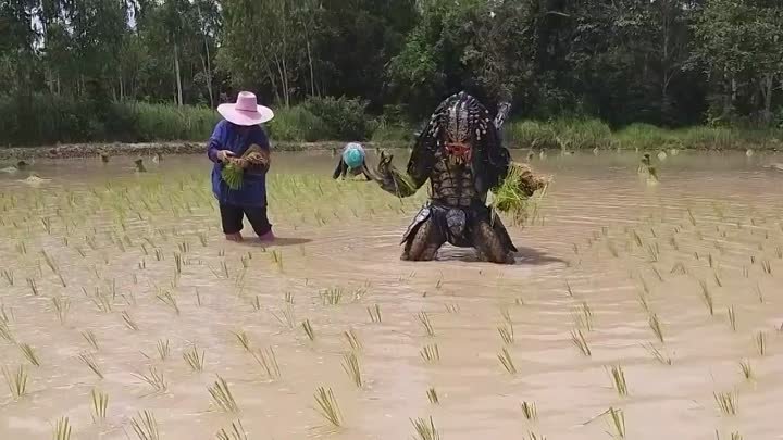 Хищник сажает рис в Таиланде