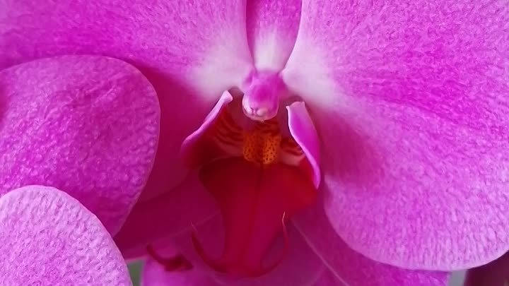 Мои красавицы орхидеи 