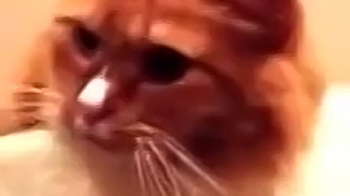 Кот реагирует на звук скотча