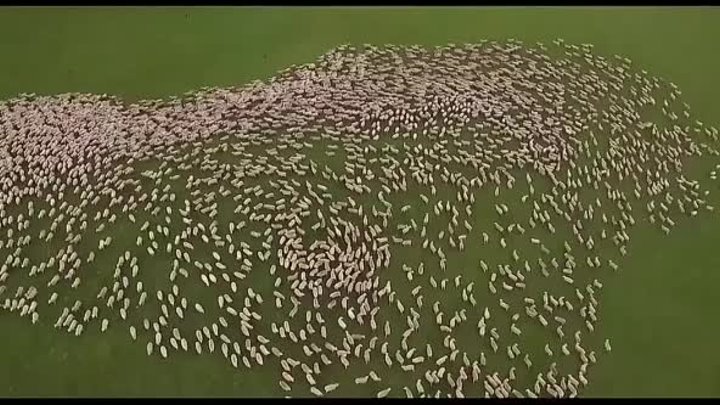 Как собаки-пастухи управляют стадом овец