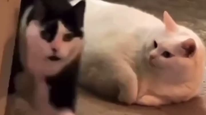 Покормите котика