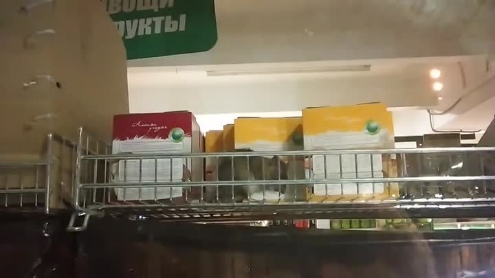 Крысы в Авоське