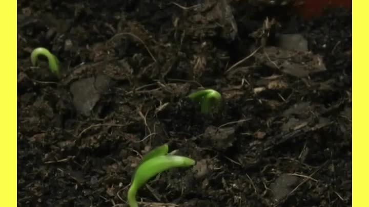 Как реанимировать семена