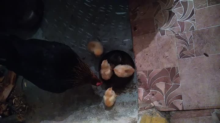 Валонины курчата