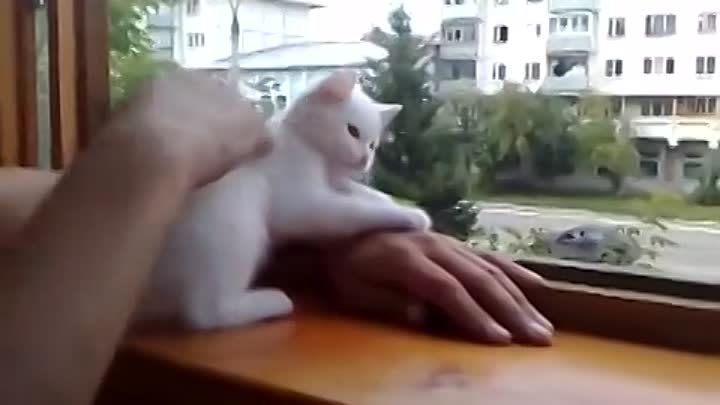 Котёнок переживает за хозяина -3 Best Cat Ever!