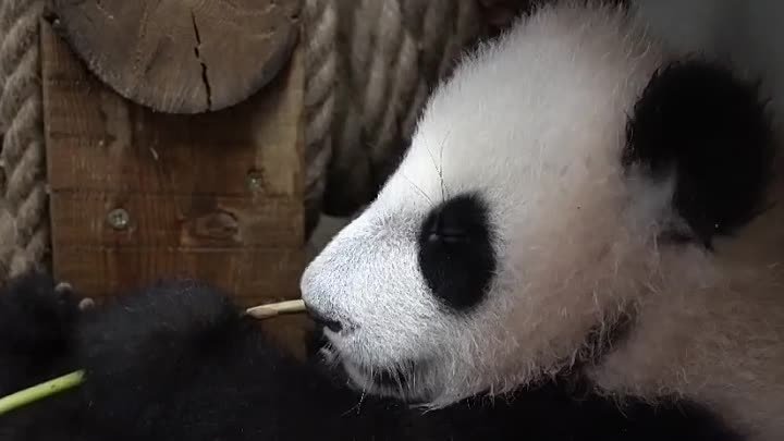В Московском зоопарке показали новые умения панды Катюши
