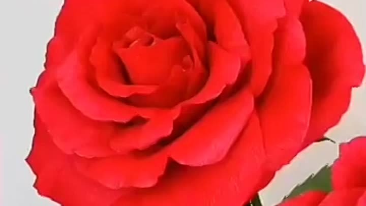 Роза гигант