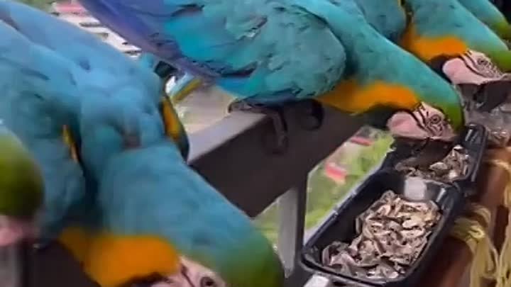 Голуби в Венесуэле