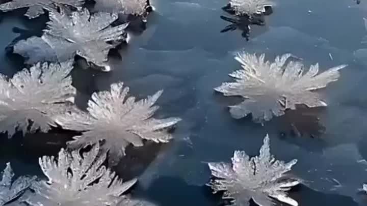 Ледяные цветы в Арктике