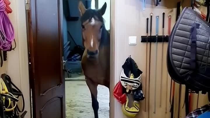 Лошадь попросила яблоко