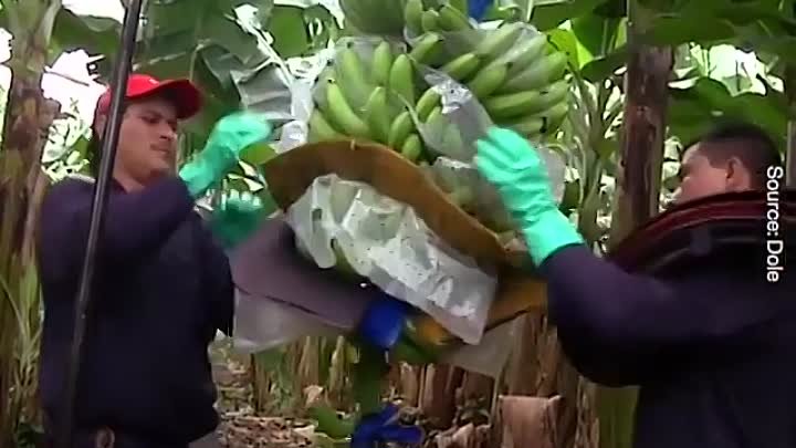 Fabrica de banane