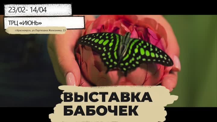 Выставка живых бабочек в Красноярске с 23 февраля