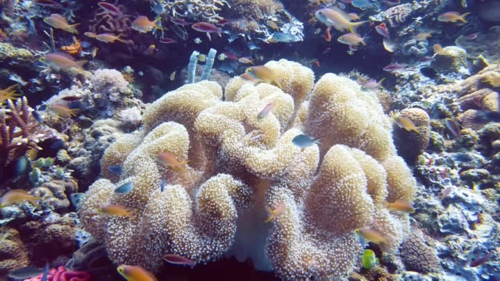 Жизнь океана 4K Ultra HD - 500 морских видов с расслабляющей музыкой и звук