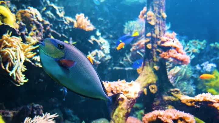 Раскрытие самых красивых рыб в океане 4K видео Ultra HD