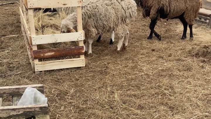 Кормушка для овец