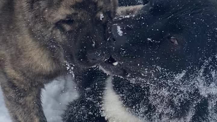 Ханума линия Бая 1год 9мес. 