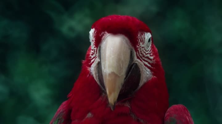 Коллекция самых красивых птиц в мире в 4K Ultra HD - с звуками природы и му