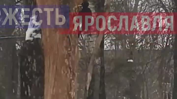 Видео Жесть Ярославля (1)