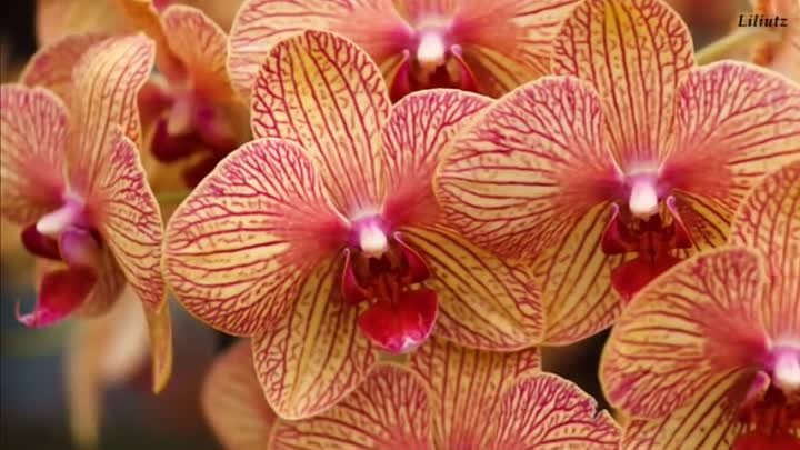 Orchidea-Ernesto Cortazar