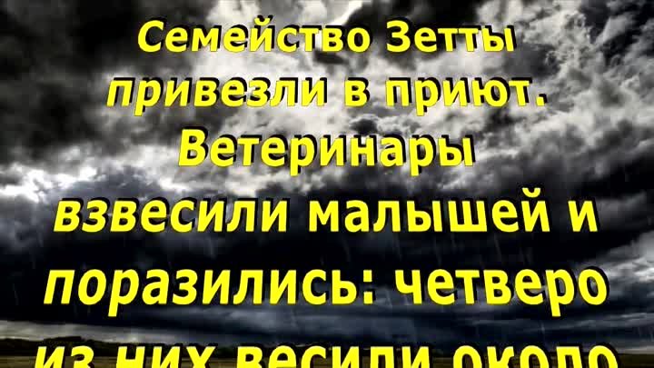 ОН ПОЯВИЛСЯ НА СВЕТ, ЧТОБЫ СПАСТИ 60 ПУШИСТЫХ ДУШ...