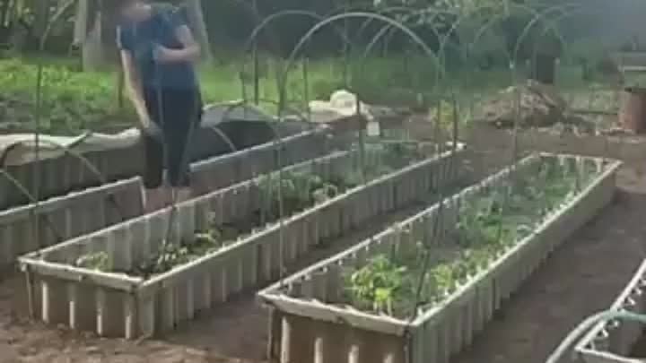Лучший вариант для посадки томатов
