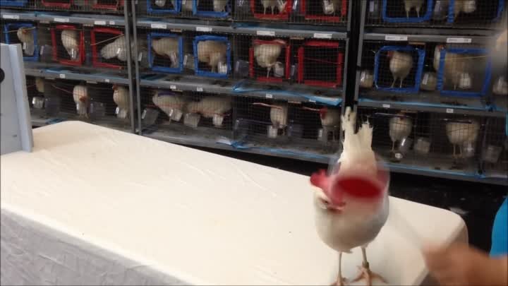 Smart Chicken_ Teaching Chickens with operant conditioning.mp4