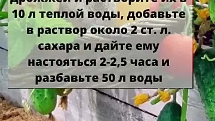 Огурцы Попрут Как на Дрожжах В Рост и Завалят Урожаем, Если Их Полит ...