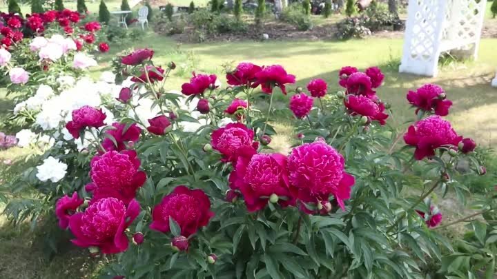 Самые красивые цветы - пионы! В пионовом саду в Кестерциемсе