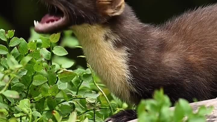 Очаровательная куница 