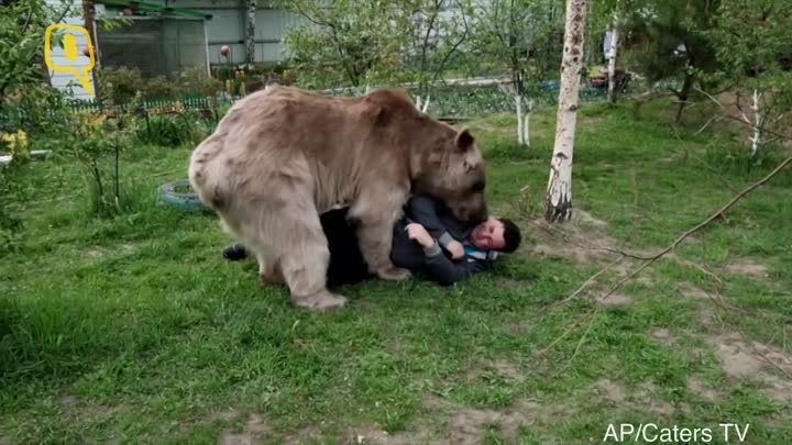 Самый удивительный питомец в мире медведь Степан живет с людьми в од ...