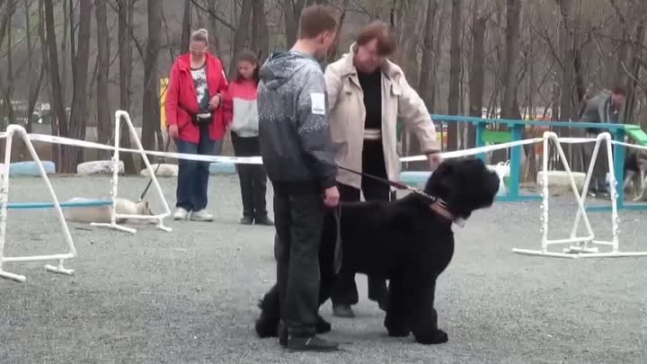 Выставка собак в Находке в честь дня рождения клуба Друг