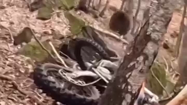 Мотоцикл помог спастись от медведя