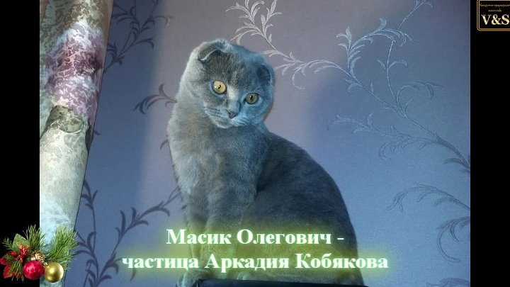 Аркадия кобякова иринка. Кот Кобякова. Кот Масик.