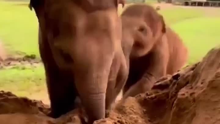 Слоники резвятся