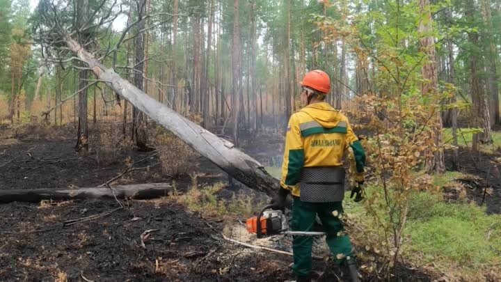 Видеоролик_О сбережении лесных ресурсов России