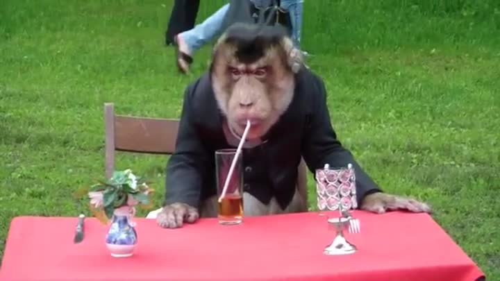 Шикарная обезьянка, очень умная!