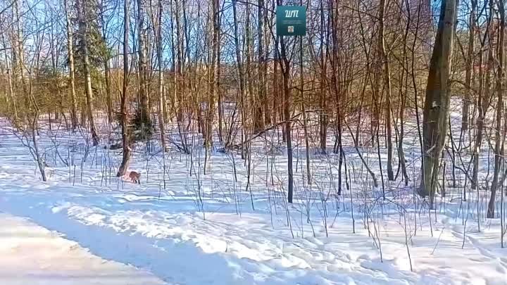 Лиса в Шуваловском паркее.