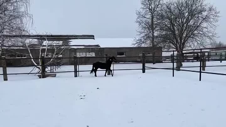 Видео от Спасение лошадей с бойни «Амулет», служба помощи(480p) (3).mp4