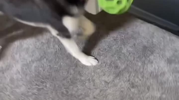Собачка просит поиграть с ней
