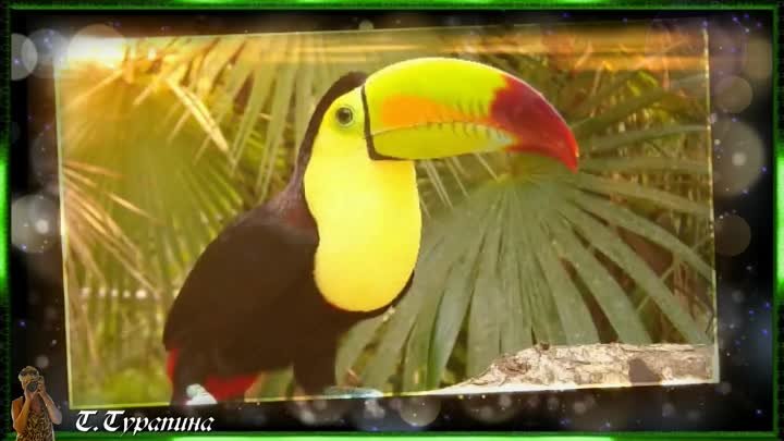 Тропические птицы. Слайдшоу из частиц