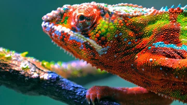 Дикие животные в 4K Ultra HD HDR - Сбор разноцветных диких животных II