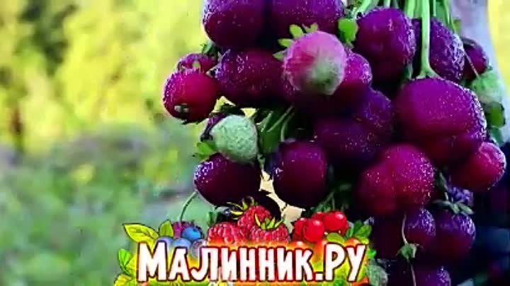 КЛУБНИКА "ЧЁРНЫЙ БАРХАТ" СЕМЕНА