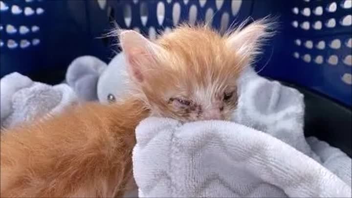 Котенок-задохлик покорил всех в ветеринарной клинике после курса лечения