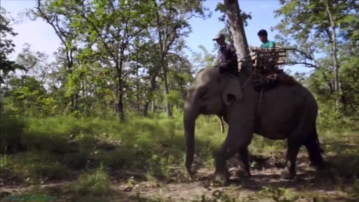 «Свадьба слонов» (Познавательный, природа, путешествие, животные, флора, фауна, исследования, 2014)