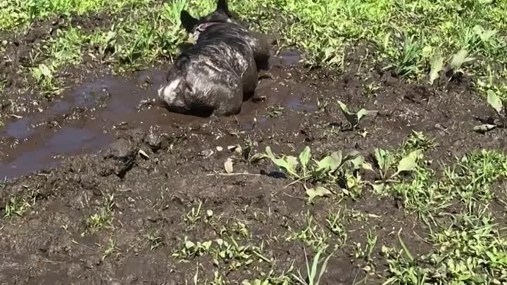 Собаки и грязь