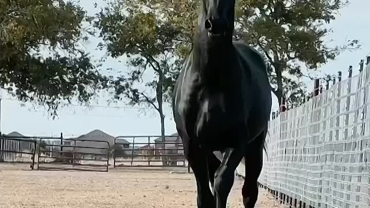 🐴Группа Красота и Грация. Админ Медиханова Сабина.🐴🦄