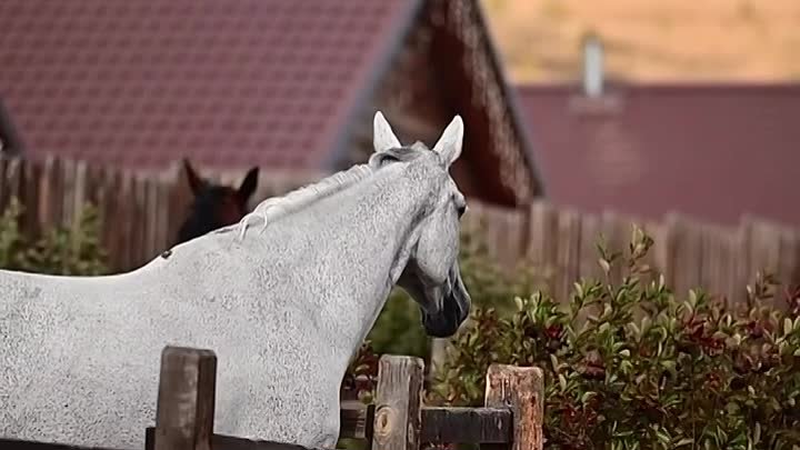 🐴Группа Красота и Грация. Админ Медиханова Сабина.🐴🦄