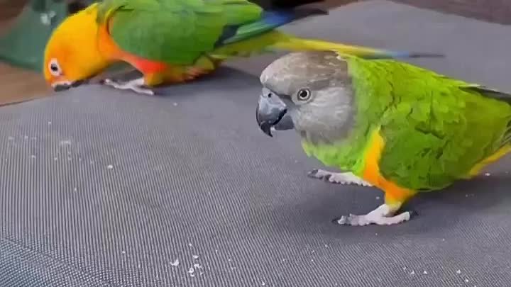 Попугаи - акробаты