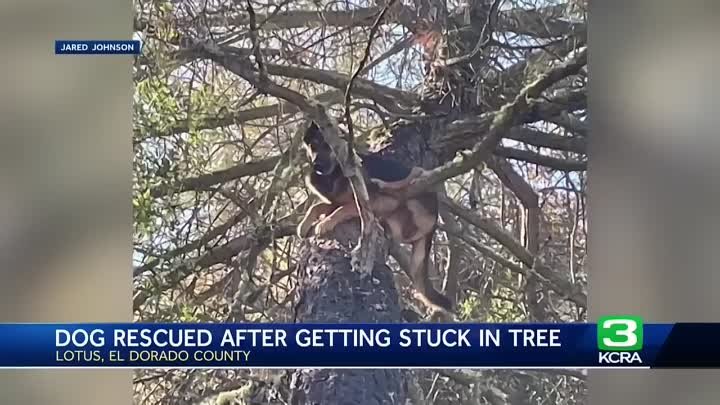 Мужчина потерял собаку, но нашел ее, когда посмотрел вверх