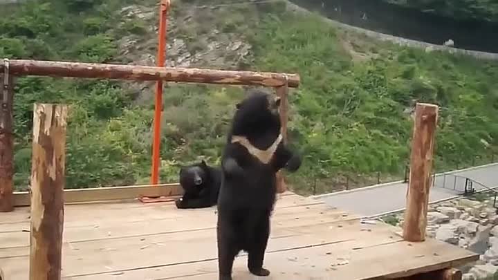 Эти медведи подняли настроение всем.